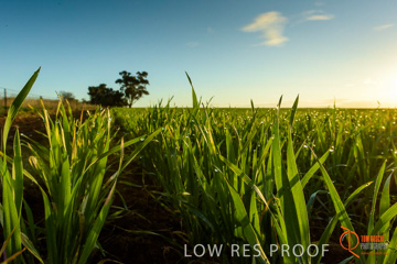 July 2015 / YOUNG_CROP_178_150724