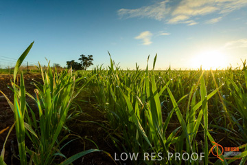 July 2015 / YOUNG_CROP_185_150724