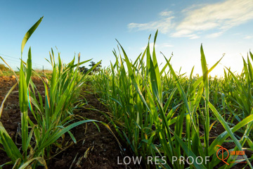 July 2015 / YOUNG_CROP_189_150724