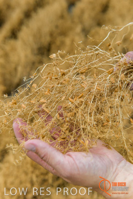 December 2016 / GLENCORE_GRAIN_DOOEN_091_161213_DSC9660