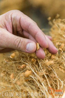 December 2016 / GLENCORE_GRAIN_DOOEN_099_161213_DSC9672