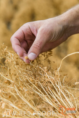 December 2016 / GLENCORE_GRAIN_DOOEN_100_161213_DSC9676