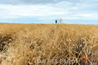December 2016 / GLENCORE_GRAIN_DOOEN_112_161213_DSC9697