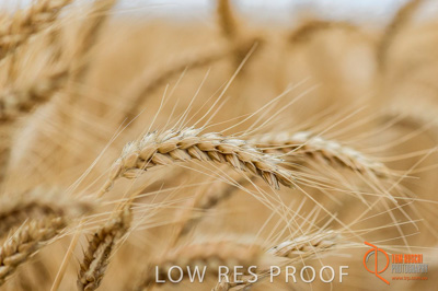 December 2016 / GLENCORE_GRAIN_DOOEN_117_161213_DSC6413