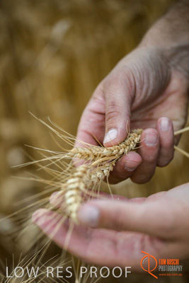 December 2016 / GLENCORE_GRAIN_DOOEN_151_161213_DSC6429