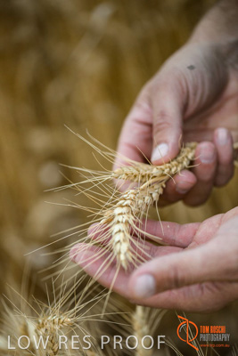 December 2016 / GLENCORE_GRAIN_DOOEN_152_161213_DSC6431