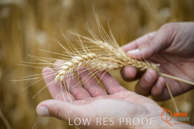 December 2016 / GLENCORE_GRAIN_DOOEN_153_161213_DSC6434