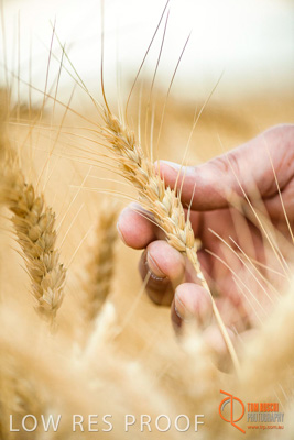 December 2016 / GLENCORE_GRAIN_DOOEN_168_161213_DSC6458