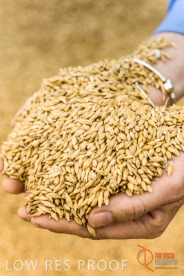 December 2016 / WOLSELEY_343_161214_DSC1081