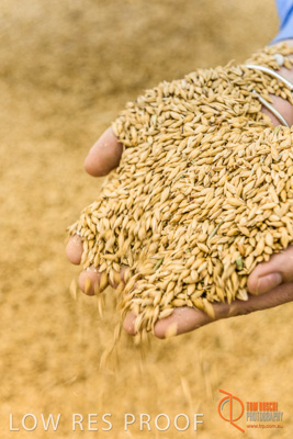 December 2016 / WOLSELEY_347_161214_DSC1085