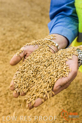 December 2016 / WOLSELEY_348_161214_DSC1087