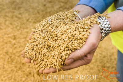 December 2016 / WOLSELEY_349_161214_DSC1091