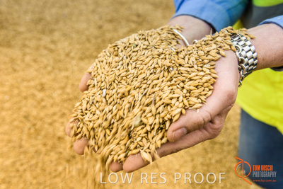 December 2016 / WOLSELEY_350_161214_DSC1092