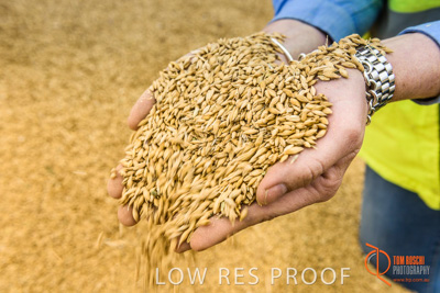 December 2016 / WOLSELEY_351_161214_DSC1093