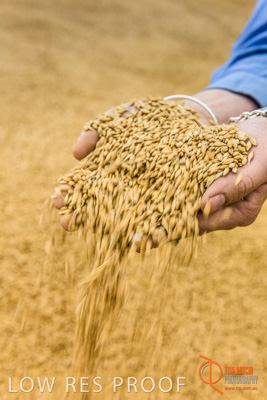 December 2016 / WOLSELEY_353_161214_DSC1096