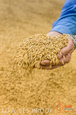 December 2016 / WOLSELEY_355_161214_DSC1103