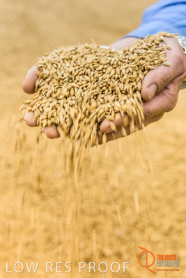 December 2016 / WOLSELEY_358_161214_DSC1112