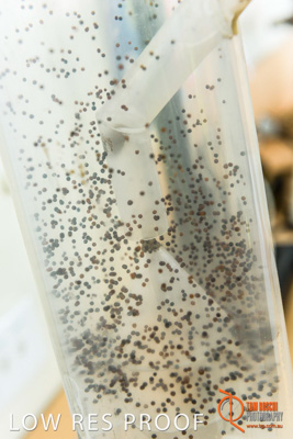 April 2017 / CLASSING_HUT_144_170427