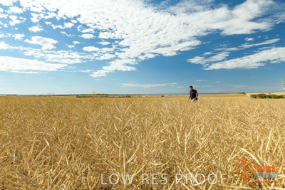 November 2017 / HARVEST_TUMBY_AM_018_171121_TRP5629