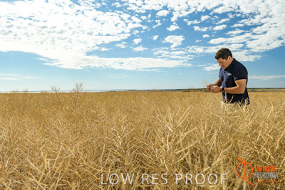 November 2017 / HARVEST_TUMBY_AM_024_171121_TRP5653