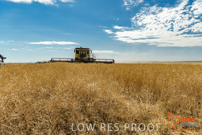 November 2017 / HARVEST_TUMBY_AM_201_171121_TRP5815