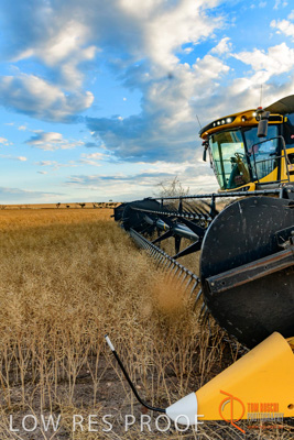 November 2017 / HARVEST_TUMBY_PM_118_171121_TRP6738