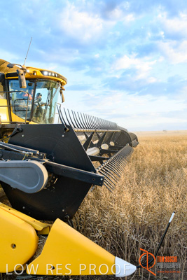 November 2017 / HARVEST_TUMBY_PM_197_171121_TRP6860