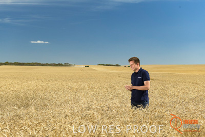 December 2017 / GLENCORE_STAFF_WHEAT_FIELD_004_171219