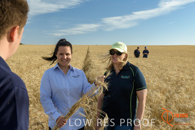 December 2017 / GLENCORE_STAFF_WHEAT_FIELD_034_171219