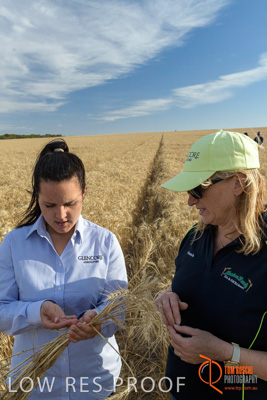 December 2017 / GLENCORE_STAFF_WHEAT_FIELD_038_171219