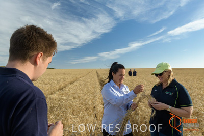 December 2017 / GLENCORE_STAFF_WHEAT_FIELD_044_171219