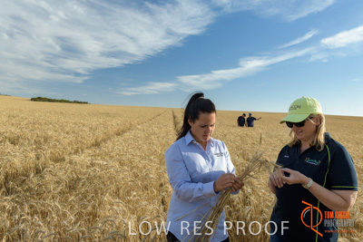 December 2017 / GLENCORE_STAFF_WHEAT_FIELD_049_171219
