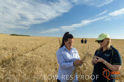 December 2017 / GLENCORE_STAFF_WHEAT_FIELD_050_171219