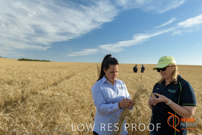 December 2017 / GLENCORE_STAFF_WHEAT_FIELD_051_171219