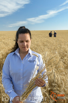 December 2017 / GLENCORE_STAFF_WHEAT_FIELD_056_171219