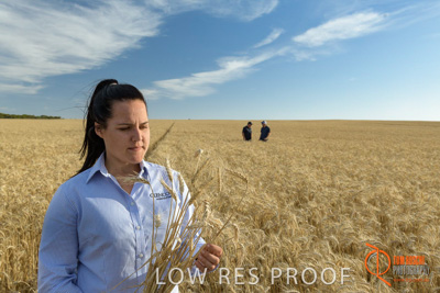 December 2017 / GLENCORE_STAFF_WHEAT_FIELD_066_171219