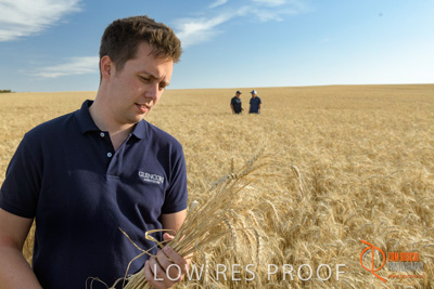 December 2017 / GLENCORE_STAFF_WHEAT_FIELD_075_171219
