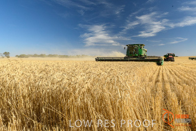 December 2017 / HARVESTING_WHEAT_007_171219