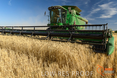 December 2017 / HARVESTING_WHEAT_011_171219