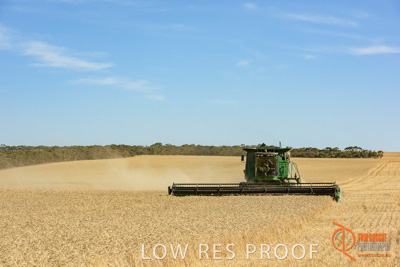 December 2017 / HARVESTING_WHEAT_013_171219