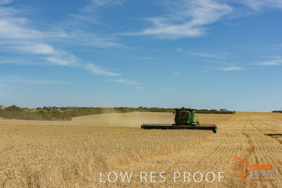 December 2017 / HARVESTING_WHEAT_014_171219