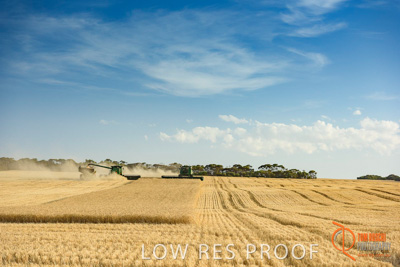December 2017 / HARVESTING_WHEAT_032_171219