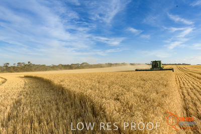 December 2017 / HARVESTING_WHEAT_040_171219