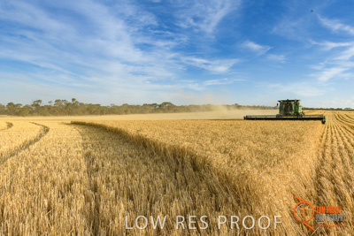 December 2017 / HARVESTING_WHEAT_041_171219