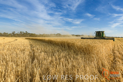 December 2017 / HARVESTING_WHEAT_043_171219