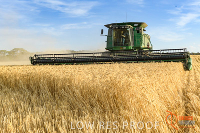 December 2017 / HARVESTING_WHEAT_046_171219