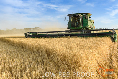 December 2017 / HARVESTING_WHEAT_048_171219