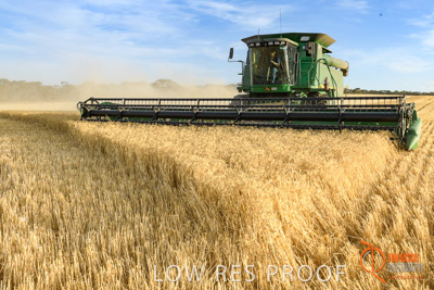 December 2017 / HARVESTING_WHEAT_049_171219