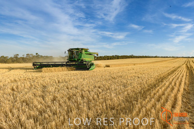 December 2017 / HARVESTING_WHEAT_054_171219