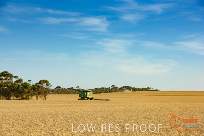 December 2017 / HARVESTING_WHEAT_063_171219